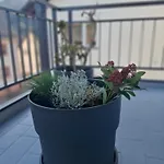 Auszeit Wunschblick Apartman *